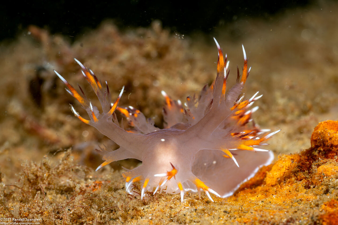 Dendronotus iris (Rainbow Dendronotus)
