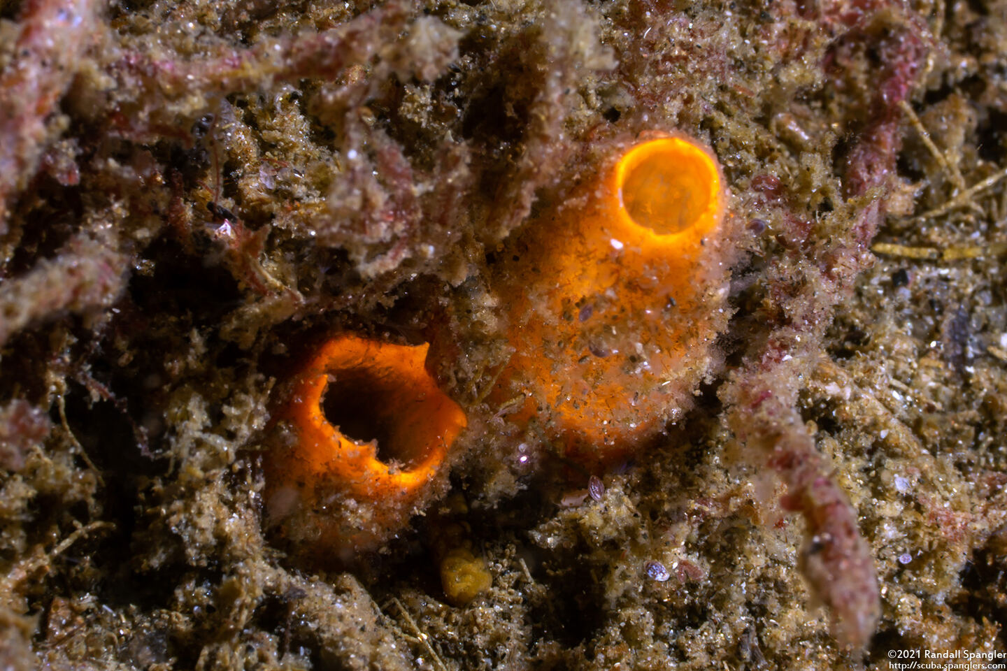 Molgula pacifica (Globlular Ascidian)
