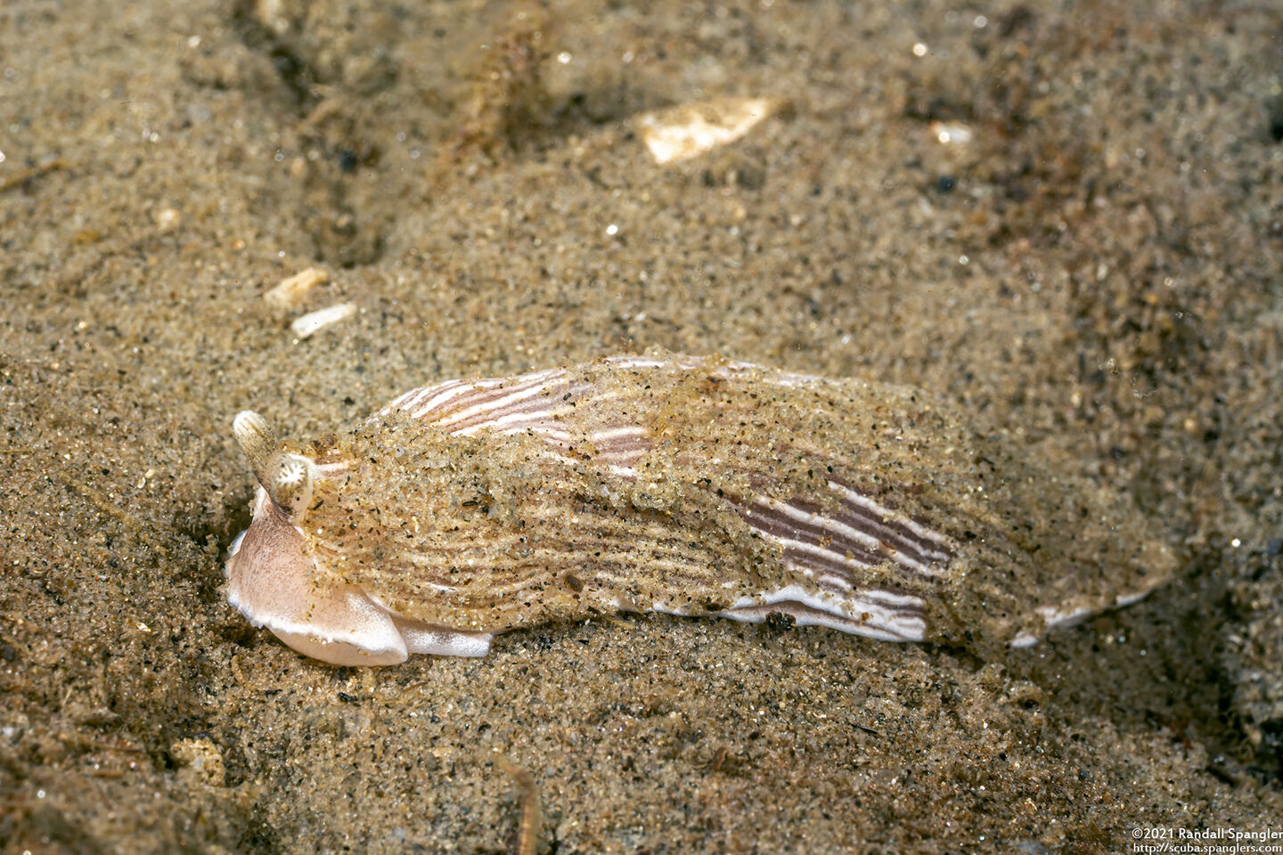 Armina californica (California Armina)
