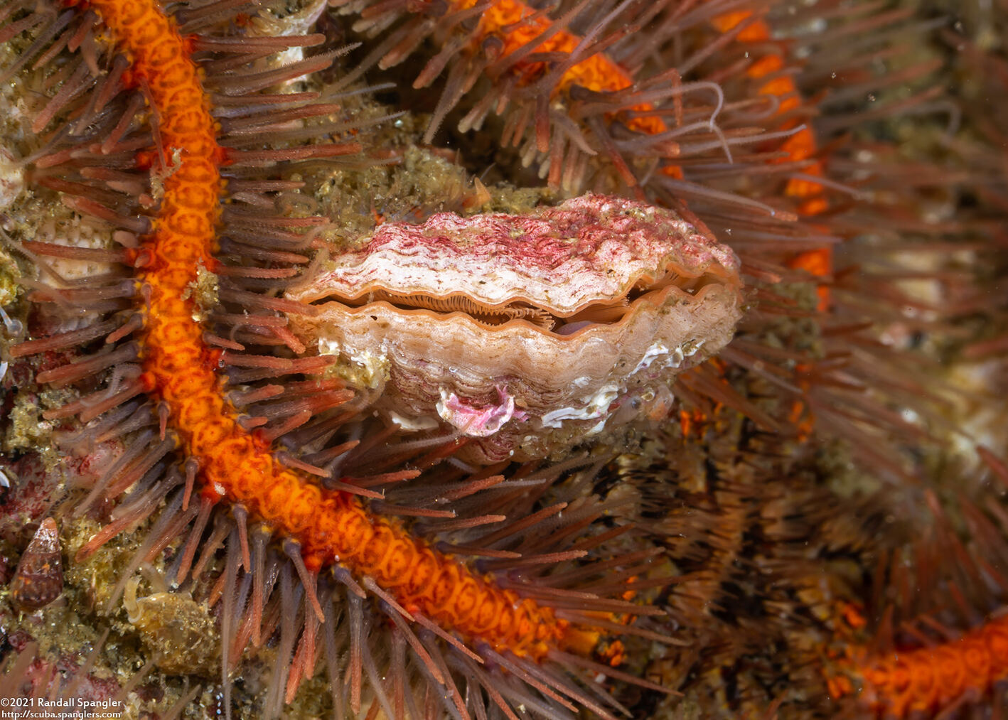 Terebratalia transversa (Common Lampshell)