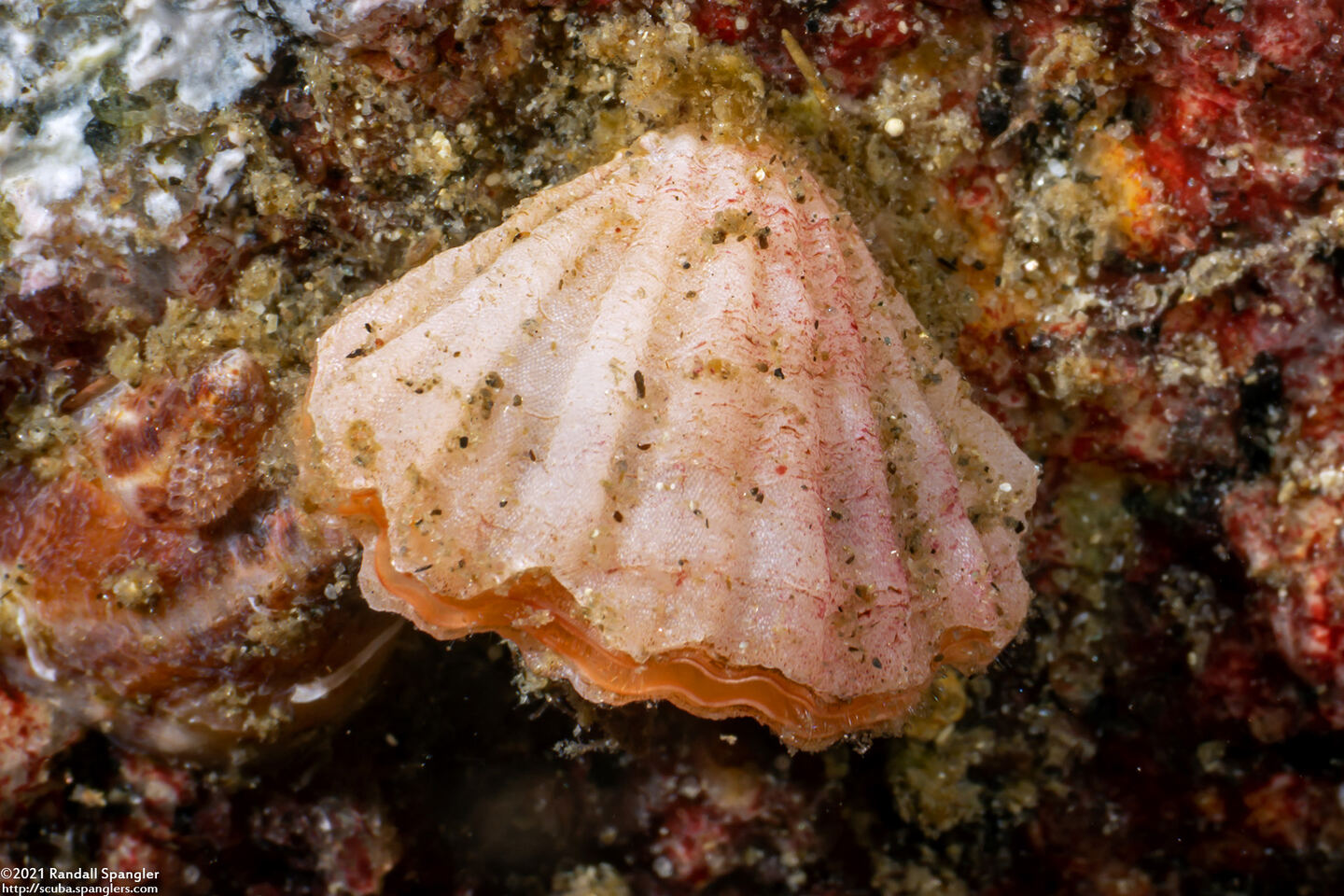 Terebratalia transversa (Common Lampshell)