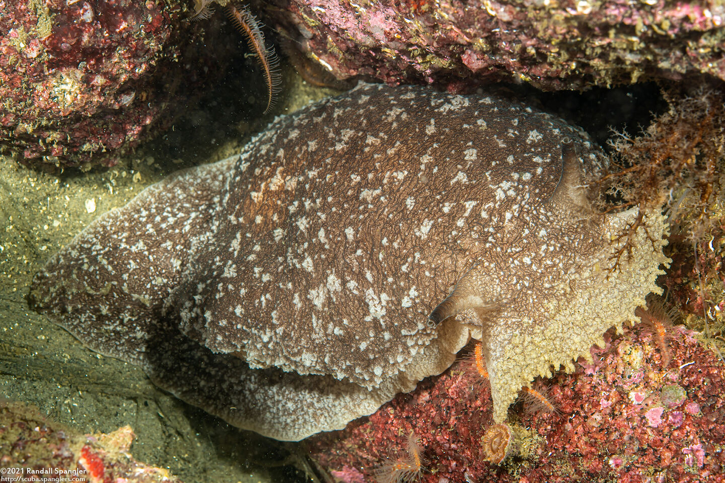 Pleurobranchaea californica (California Sidegill)