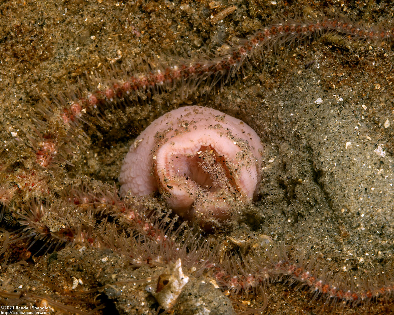 Urechis caupo (Fat Innkeeper Worm)