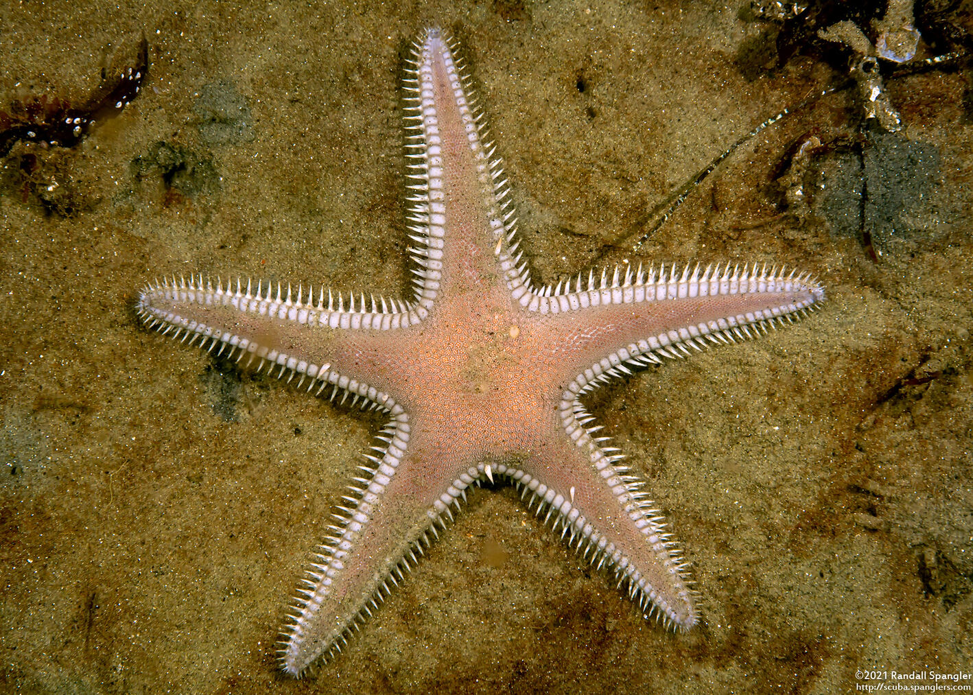 Astropecten armatus (Spiny Sand Star)