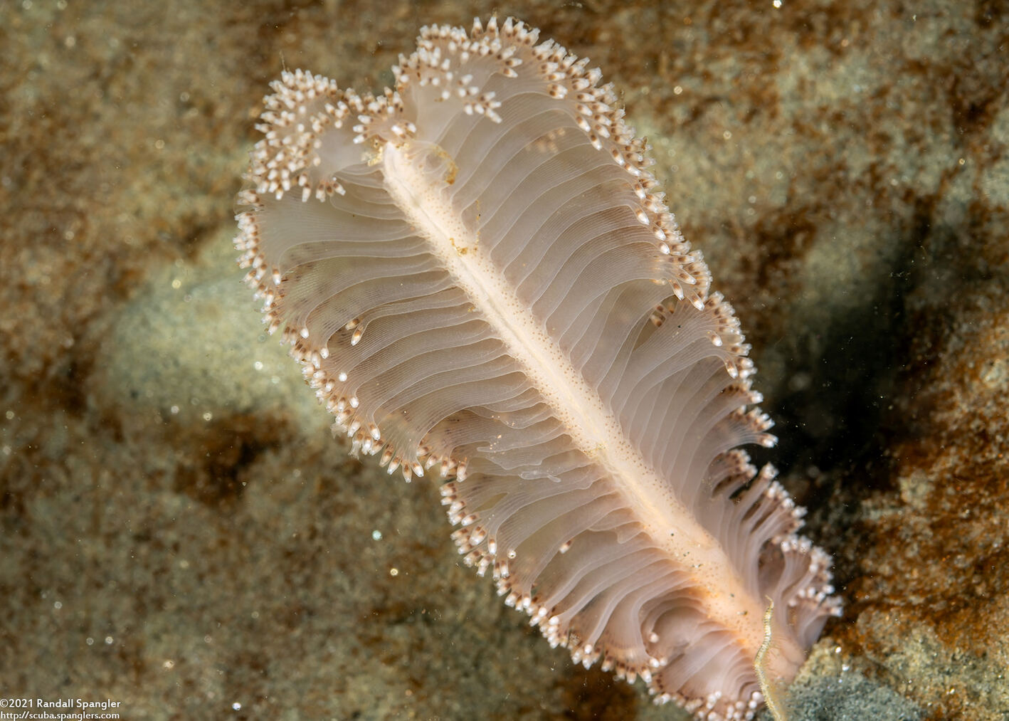 Virgularia sp.4 (Virgularia sp.4)