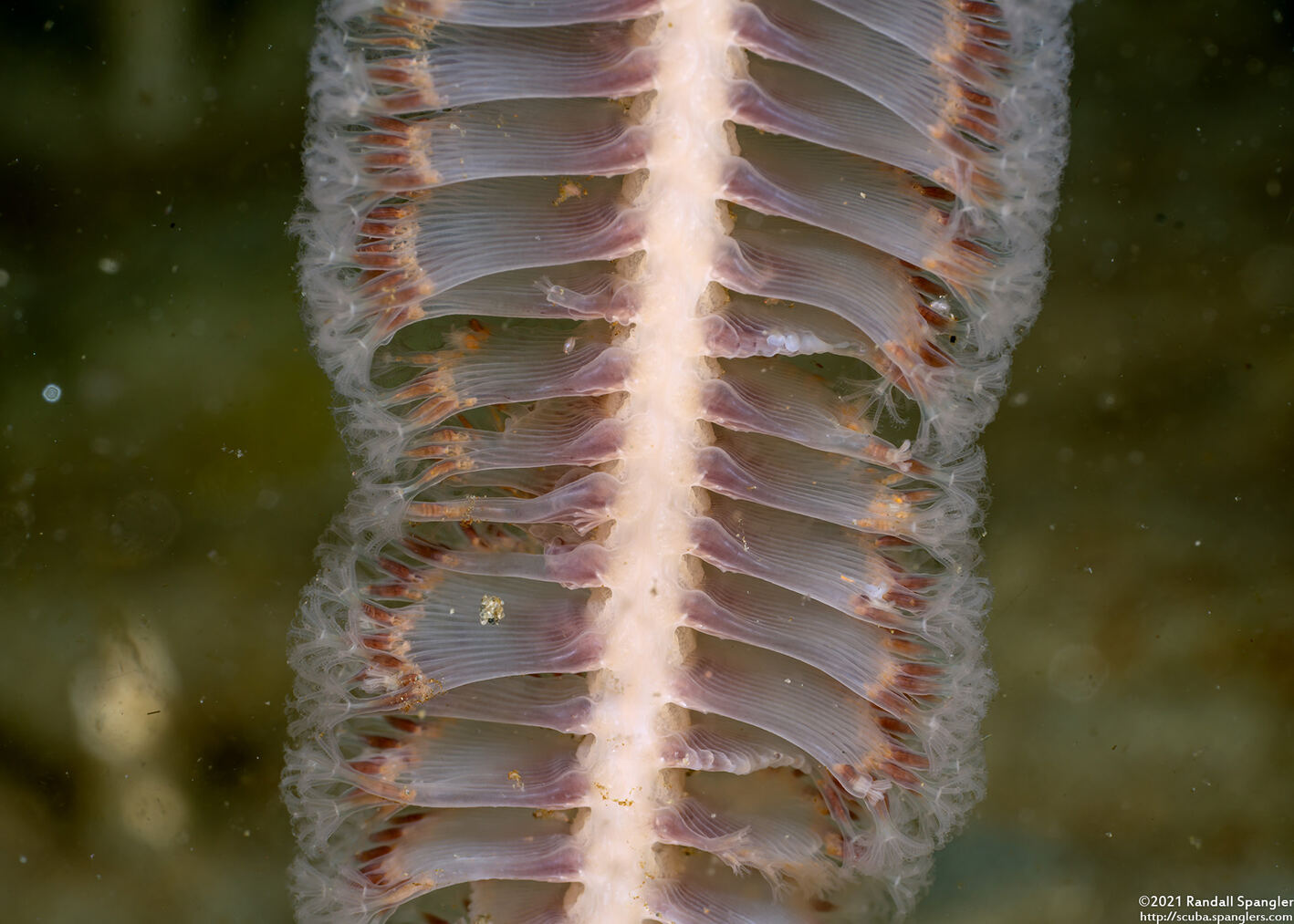 Stylatula elongata (White Sea Pen)
