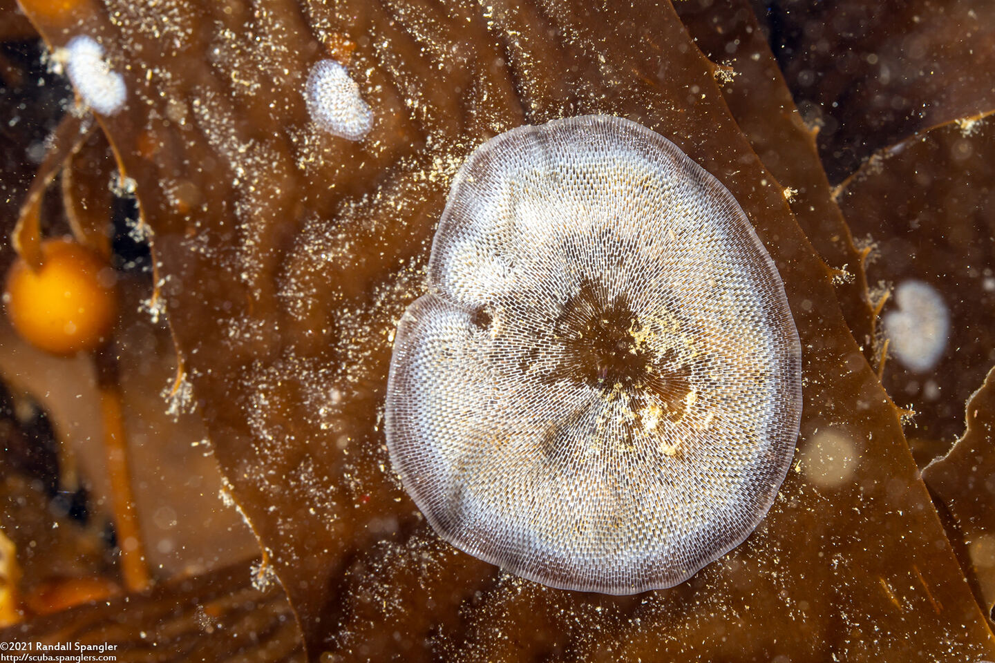 Membranipora villosa (Kelp-Encrusting Bryozoan)