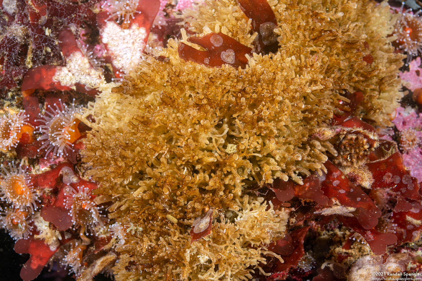 Leucosolenia eleanor (Tube Ball Sponge)