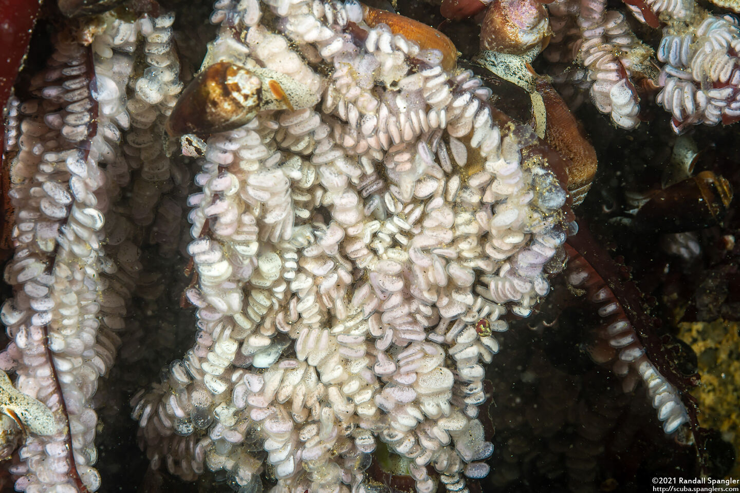 Californiconus californicus (California Cone Snail)