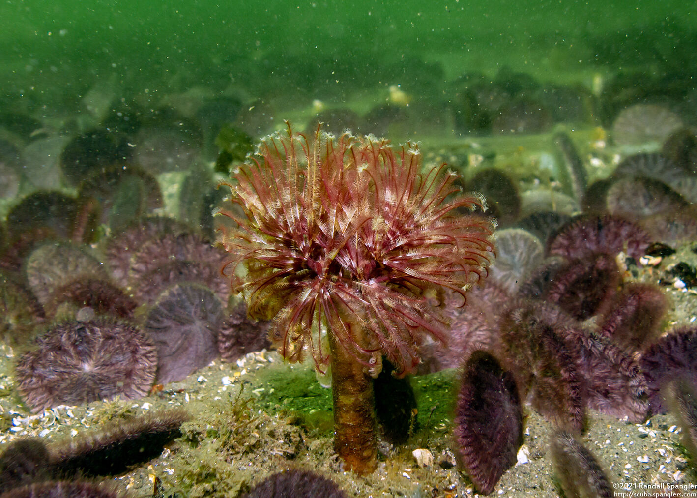 Sabellidae sp.6 (Banded Feather Duster Worm)
