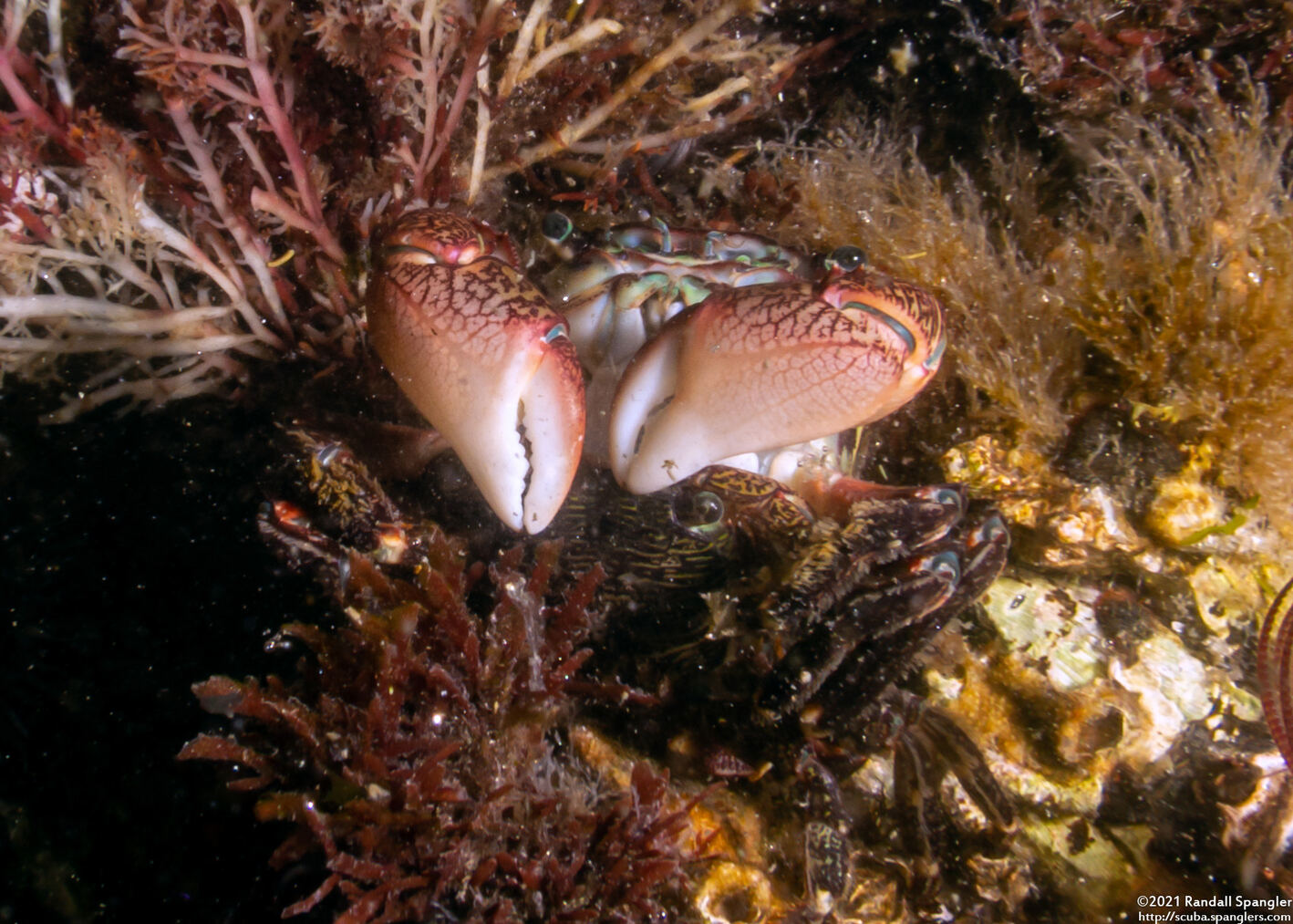 Pachygrapsus crassipes (Lined Shore Crab)