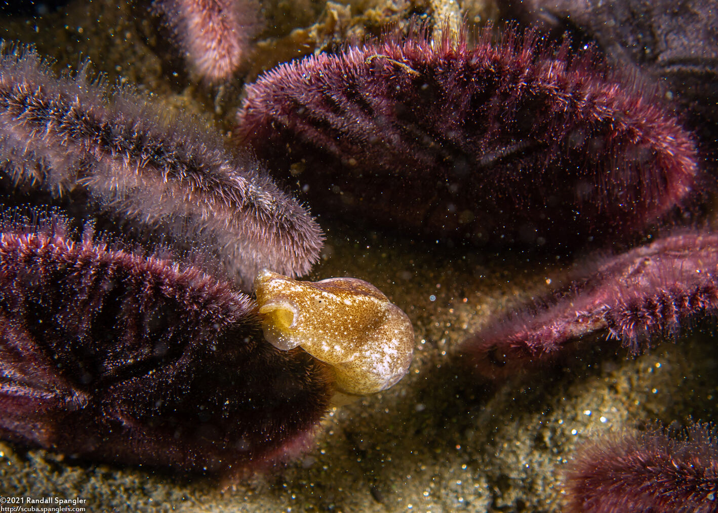 Haminoea vesicula (White Bubble Snail)