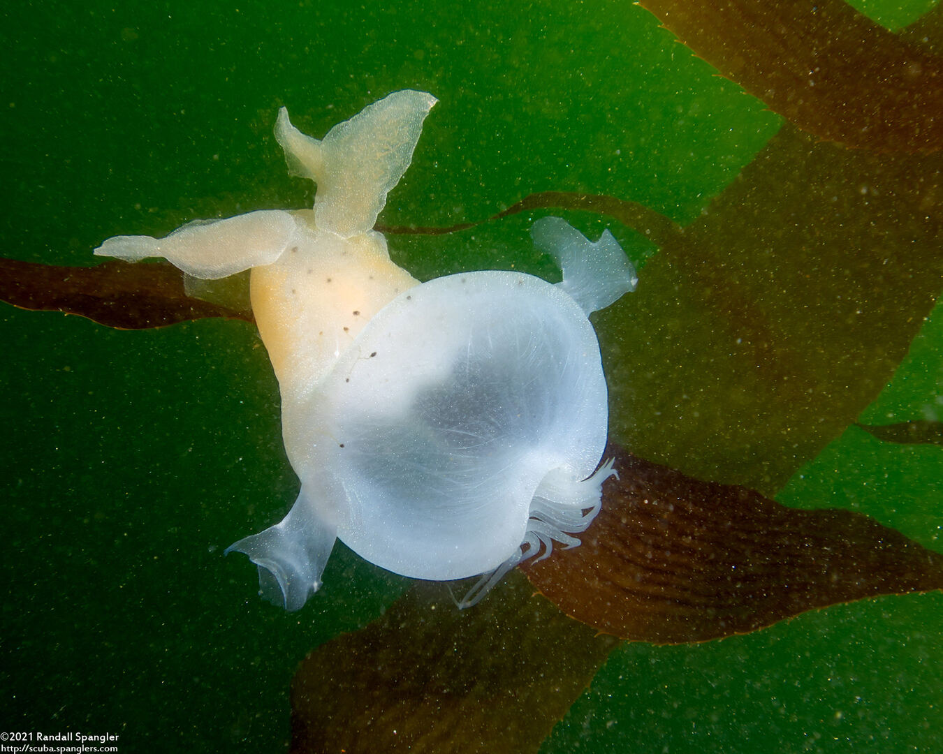 Melibe leonina (Lion's Mane Nudibranch)