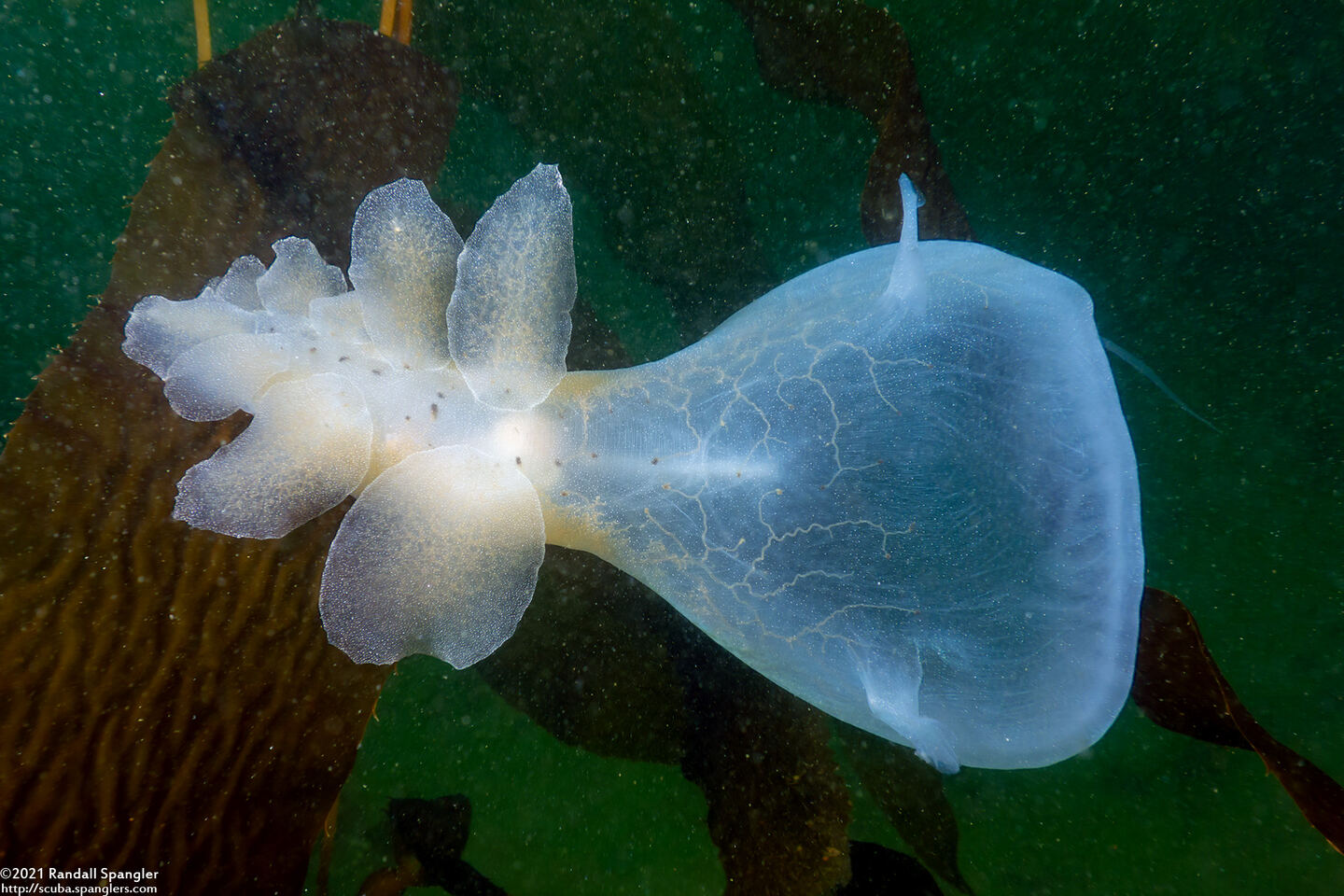 Melibe leonina (Lion's Mane Nudibranch)