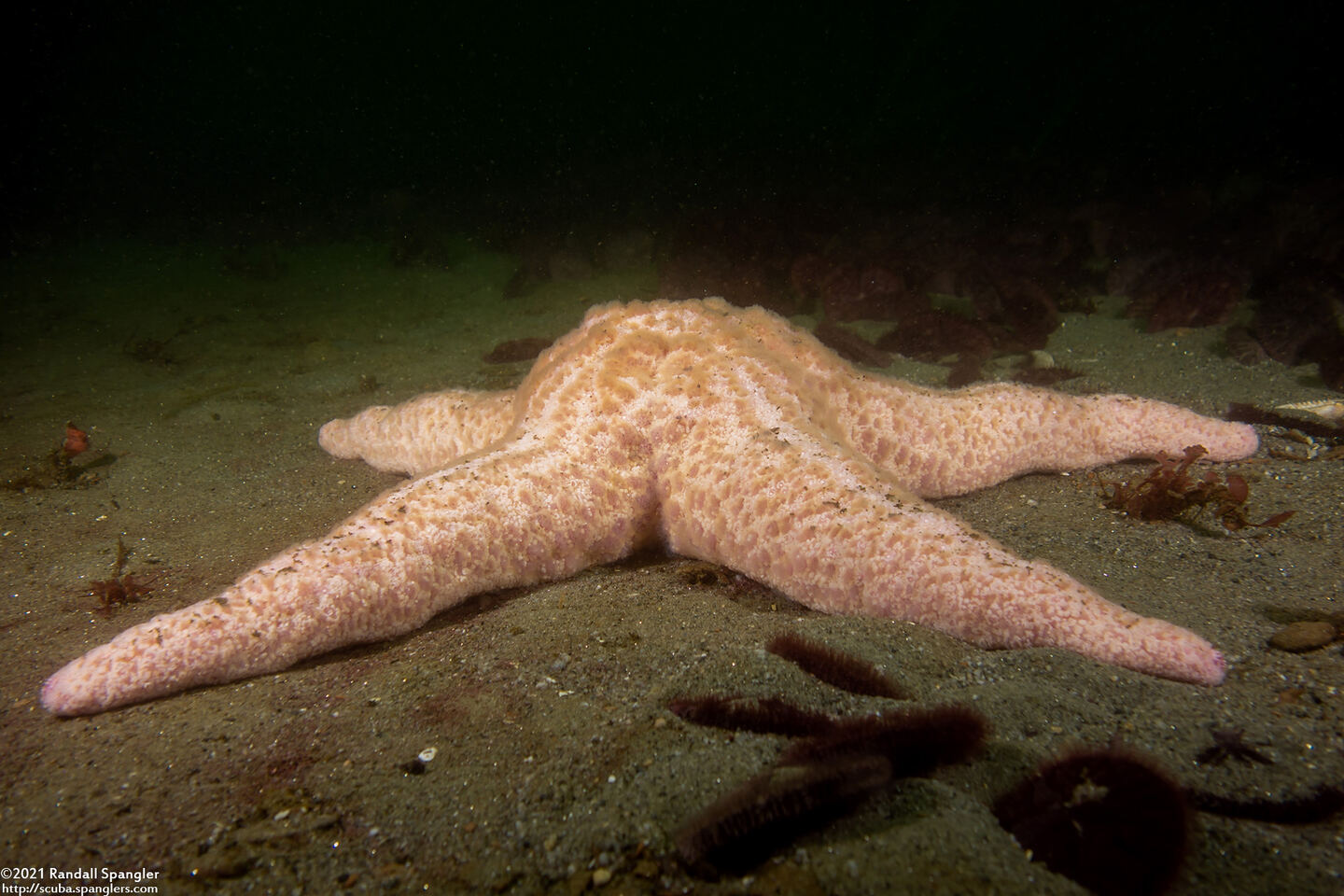 Pisaster brevispinus (Short-Spined Sea Star)