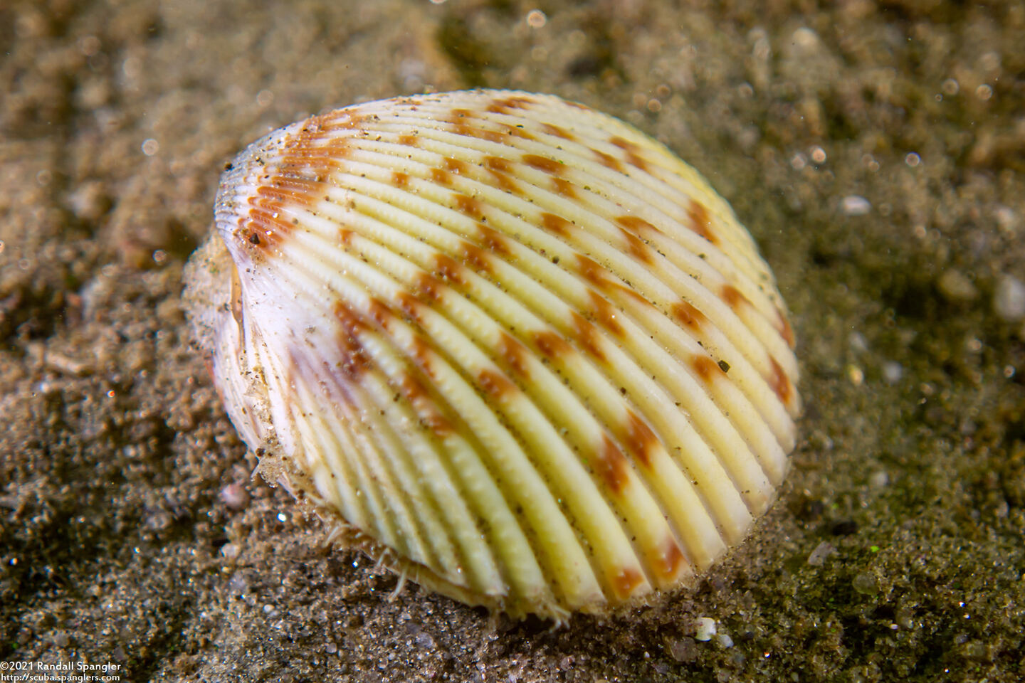 Clinocardium nuttallii (Heart Cockle)