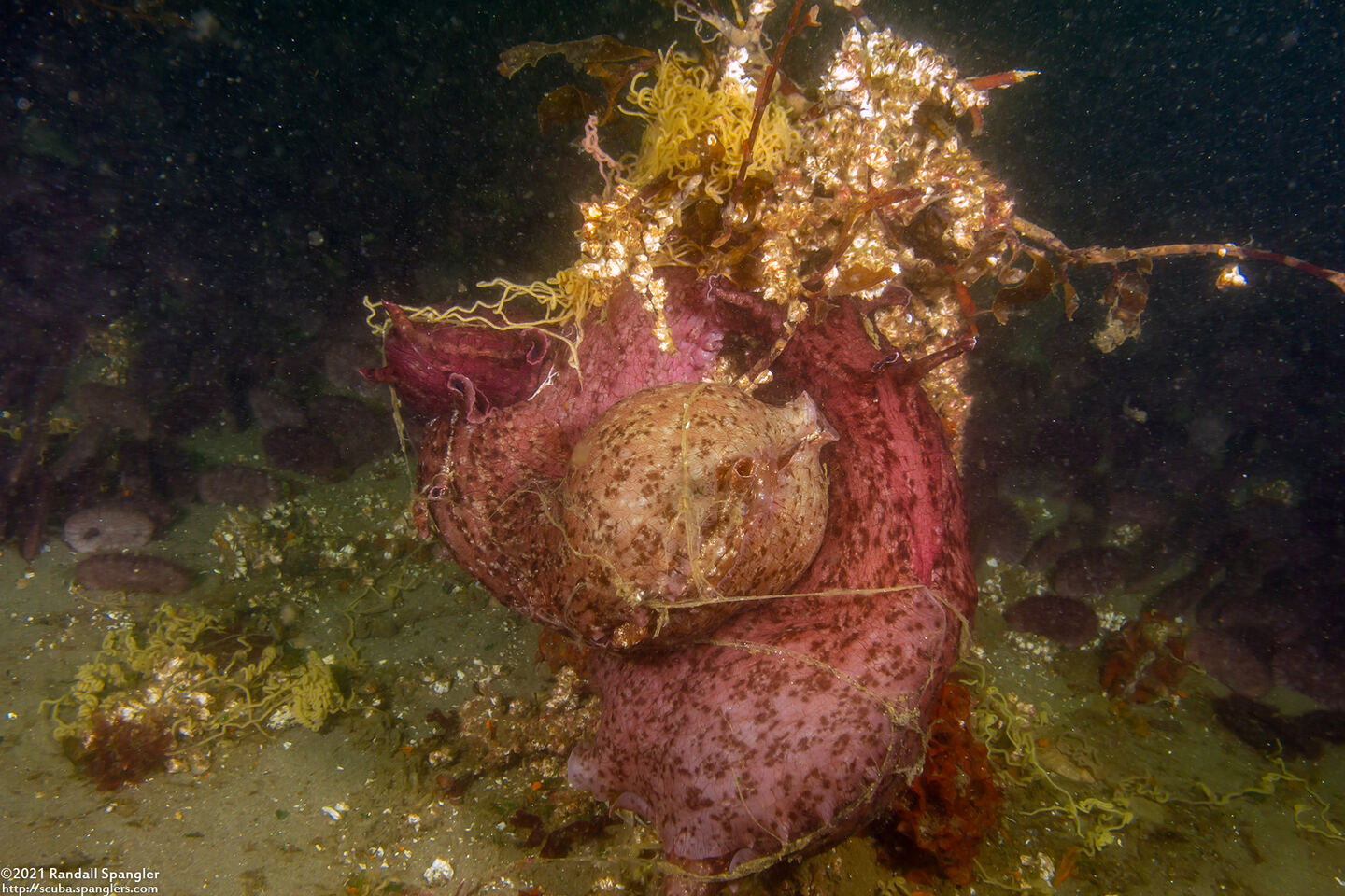 Aplysia californica (Brown Sea Hare)