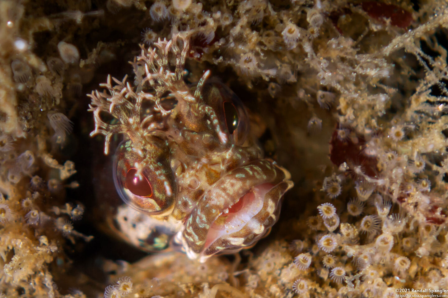 Neoclinus stephensae (Yellowfin Fringehead)