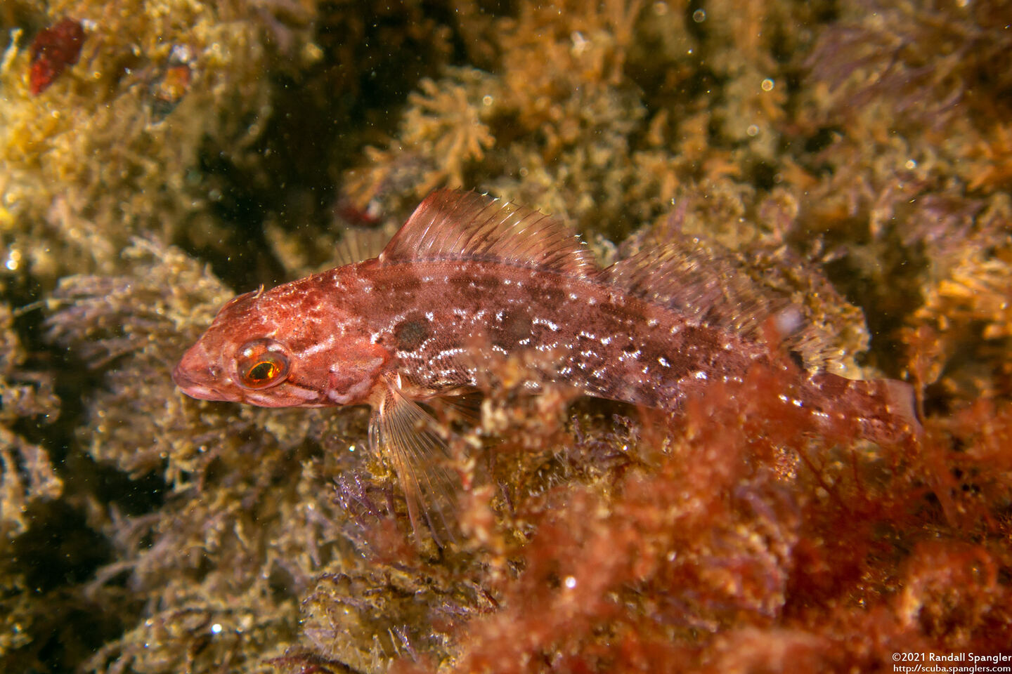 Hexagrammos decagrammus (Kelp Greenling)