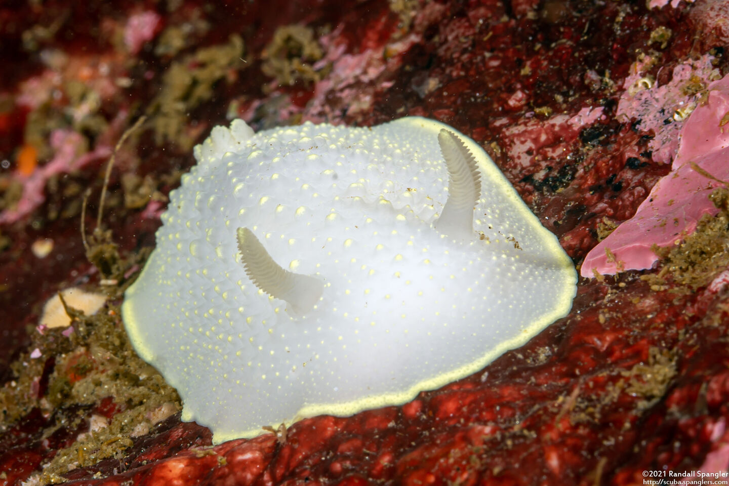 Cadlina luteomarginata (Yellow Margin Cadlina)