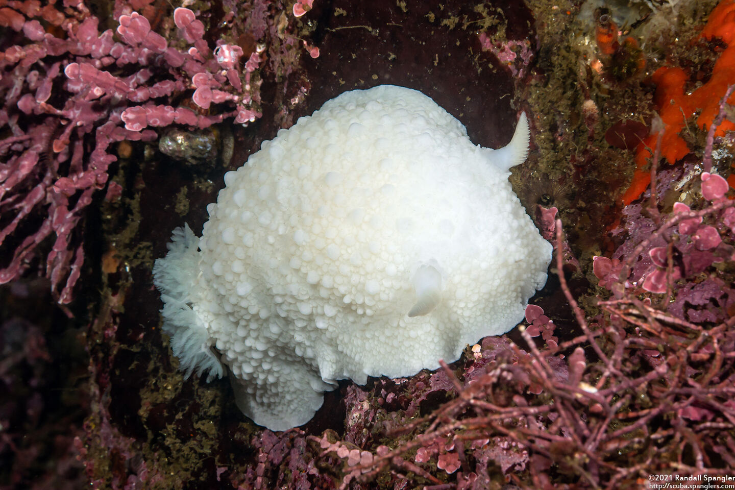 Doris odhneri (White Knight Dorid)