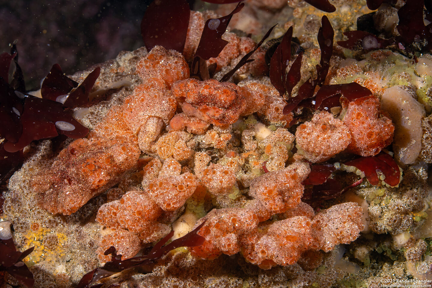 Synoicum parfustis (Synoicum Parfustis)