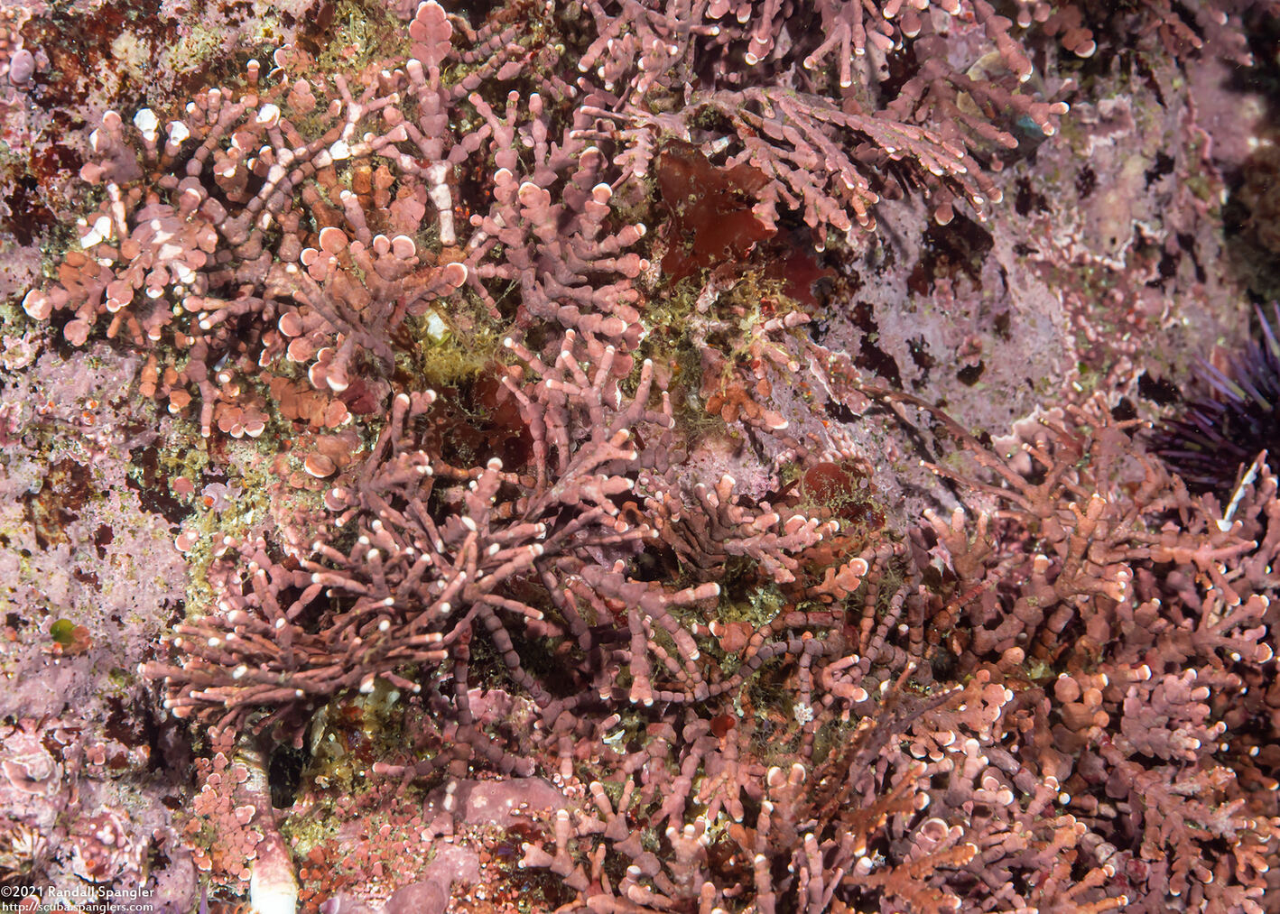 Calliarthron sp.1 (Articulated Coralline Algae)