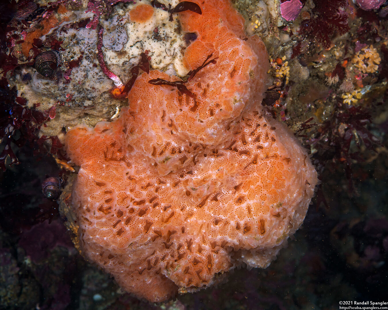 Aplidium solidum (Red Ascidian)