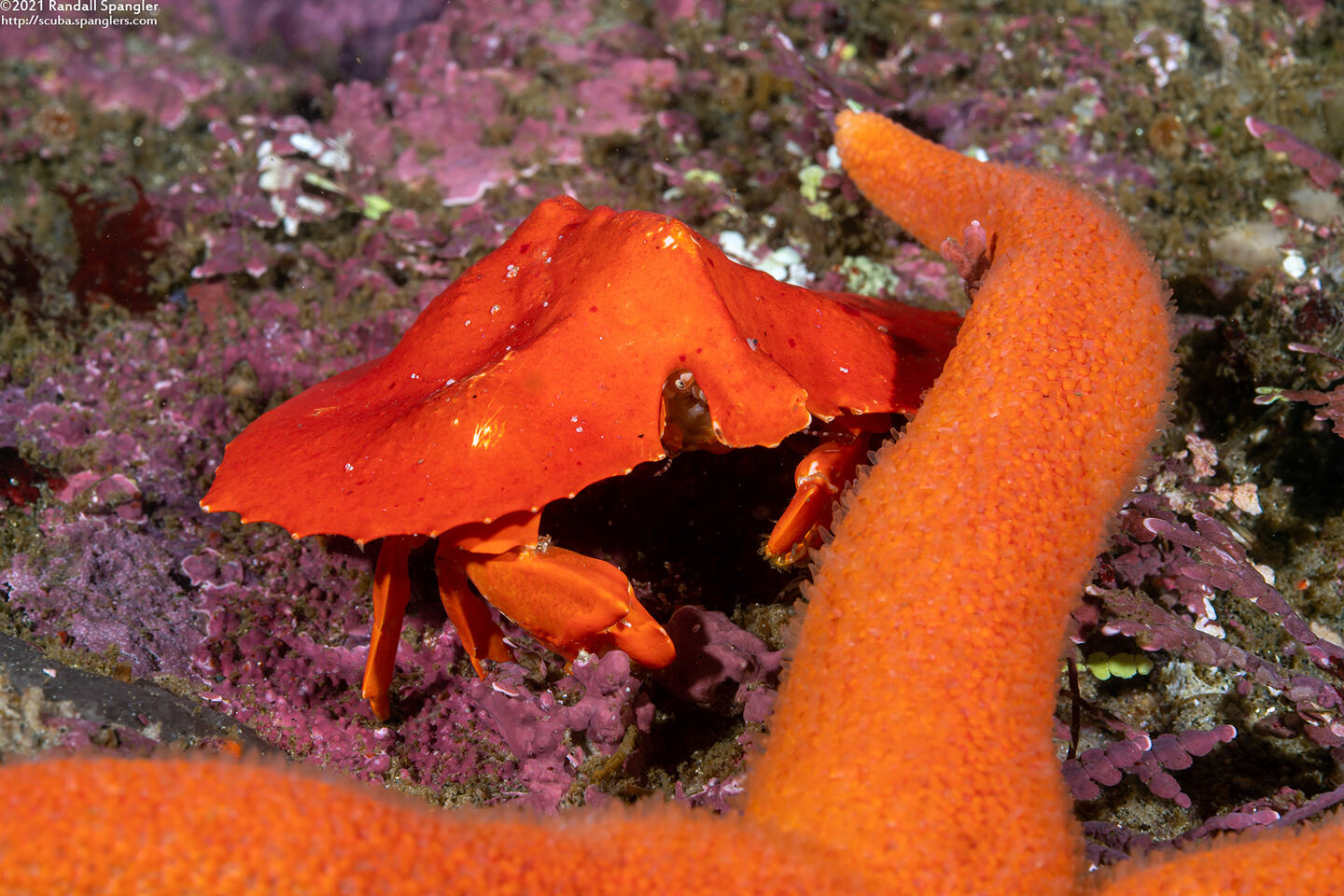 Cryptolithodes sitchensis (Umbrella Crab)