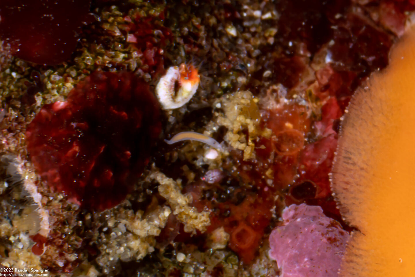 Vorticeros praedatorium (Vorticeros praedatorium)