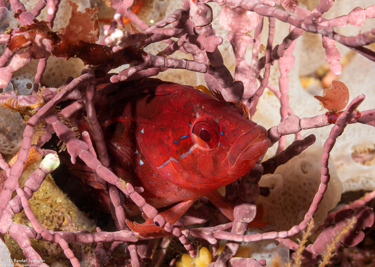 Gibbonsia montereyensis (Crevice Kelpfish)