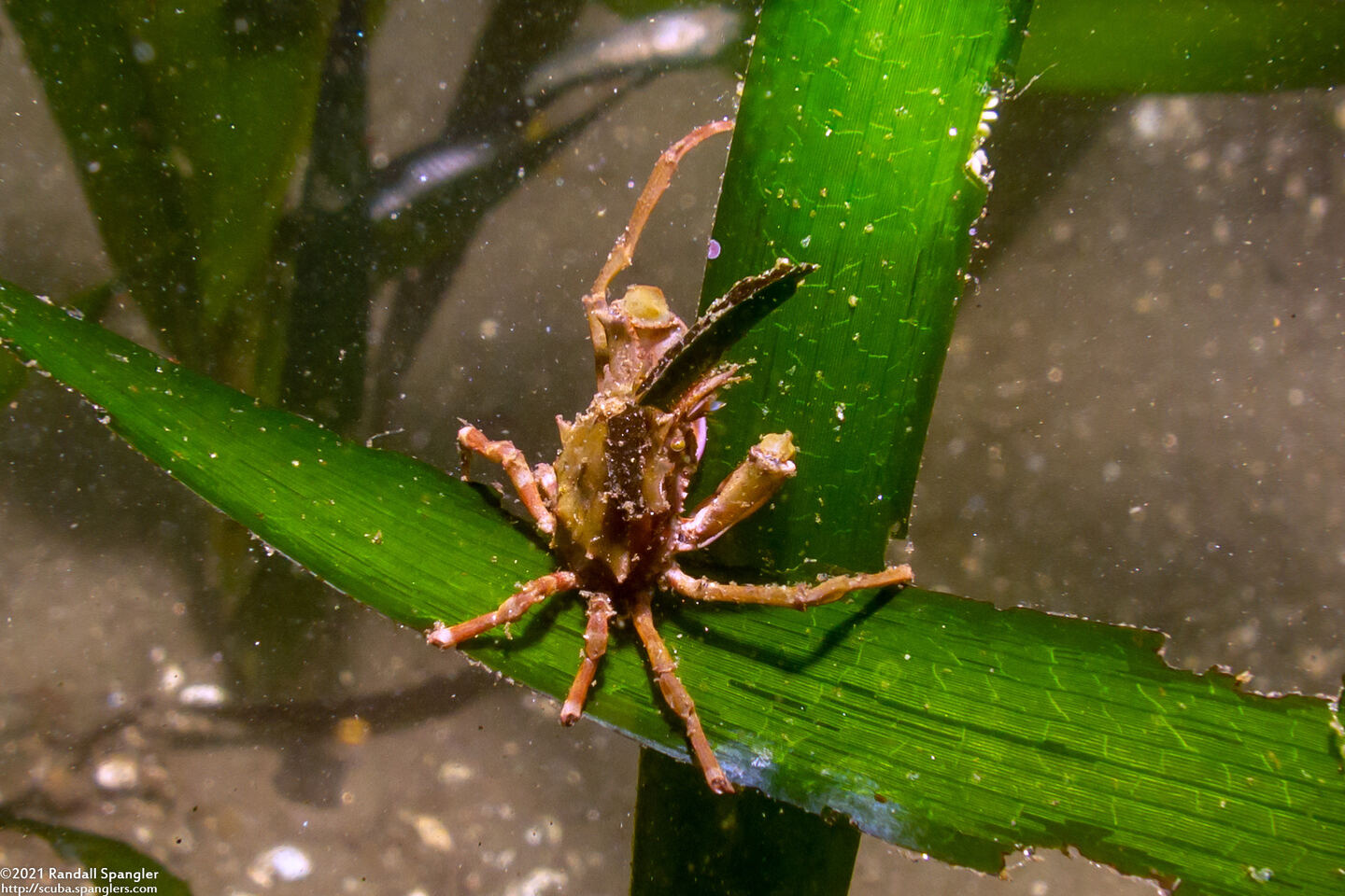 Pugettia richii (Cryptic Kelp Crab)