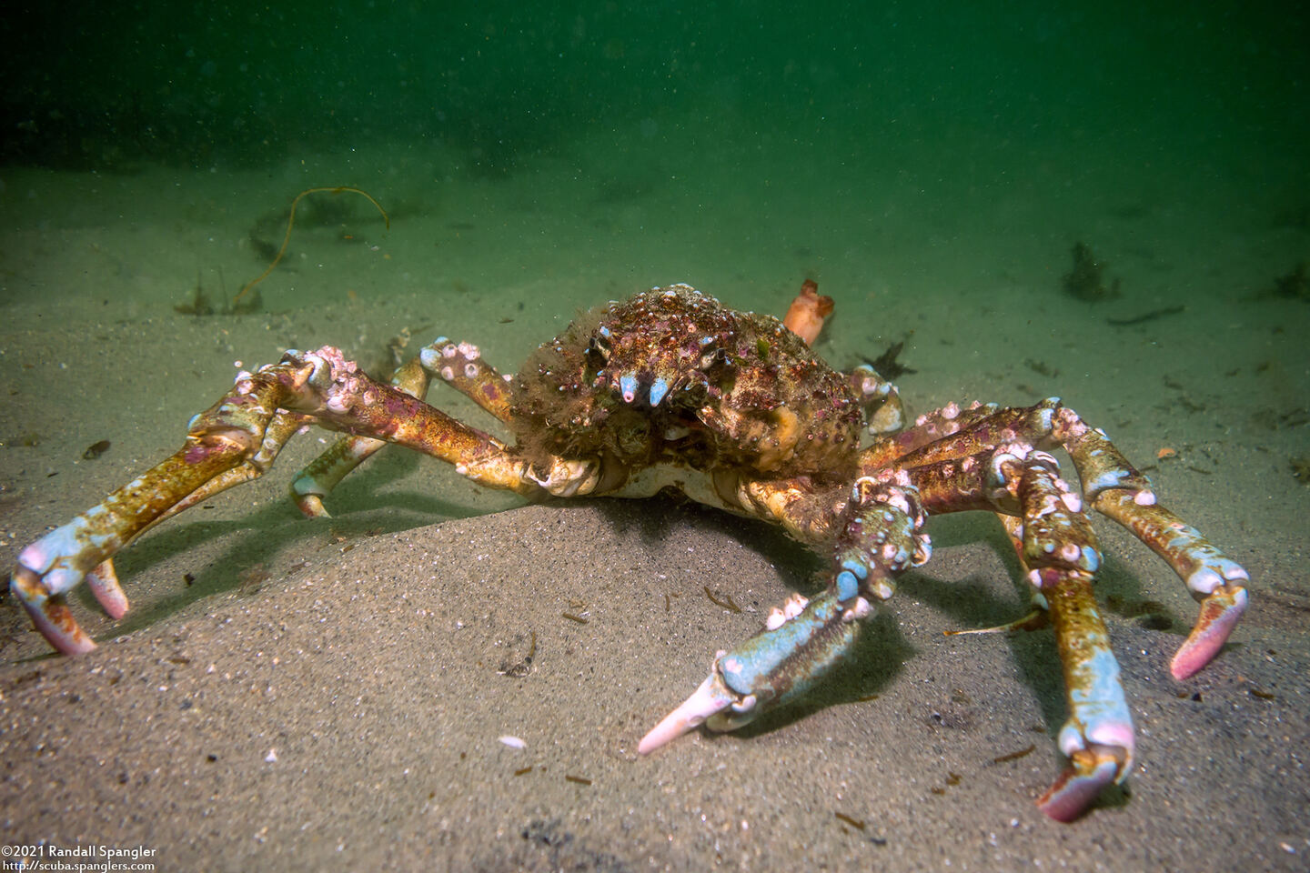 Loxorhynchus grandis (Sheep Crab)