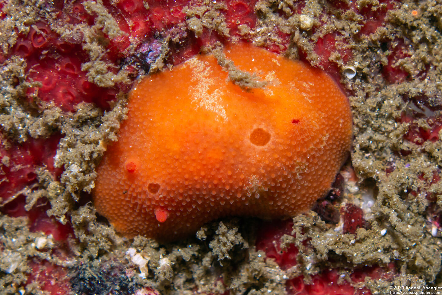 Aldisa sanguinea (Red Aldisa)