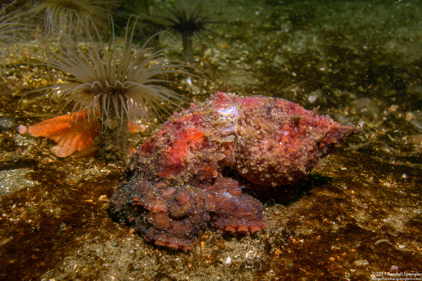 Octopus rubescens (Red Octopus)