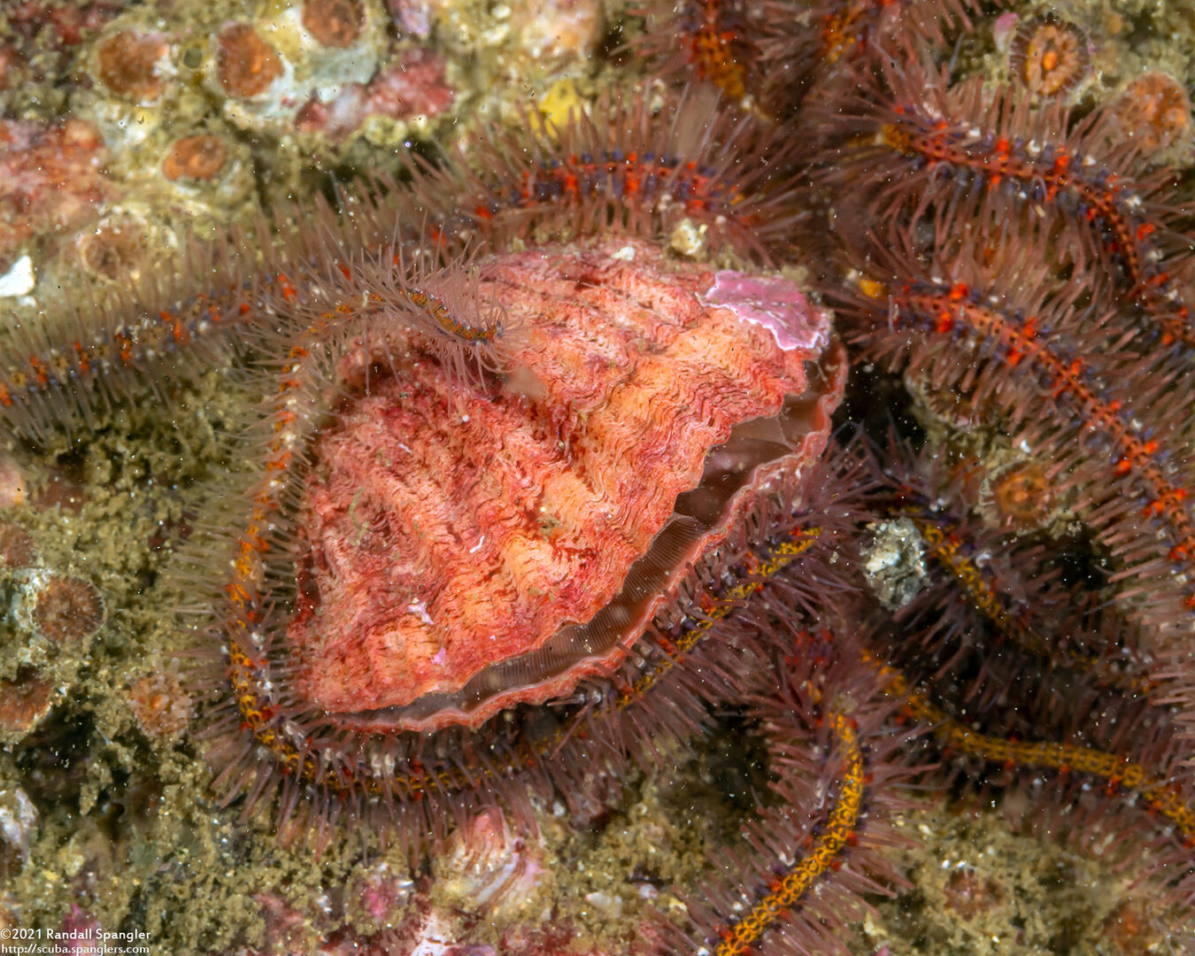 Terebratalia transversa (Common Lampshell)