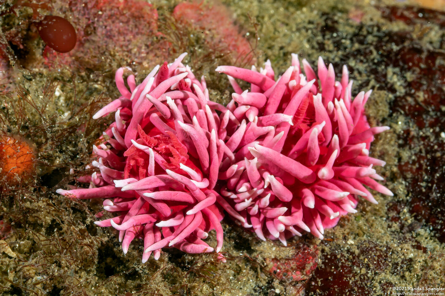 Okenia rosacea (Hopkins' Rose Nudibranch)