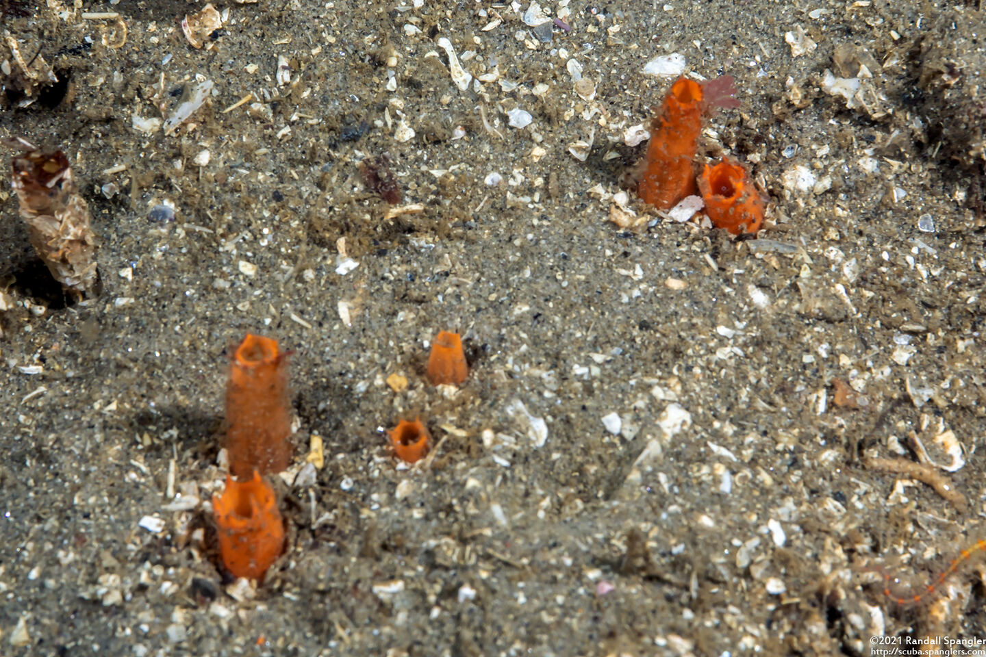Molgula pacifica (Globlular Ascidian)