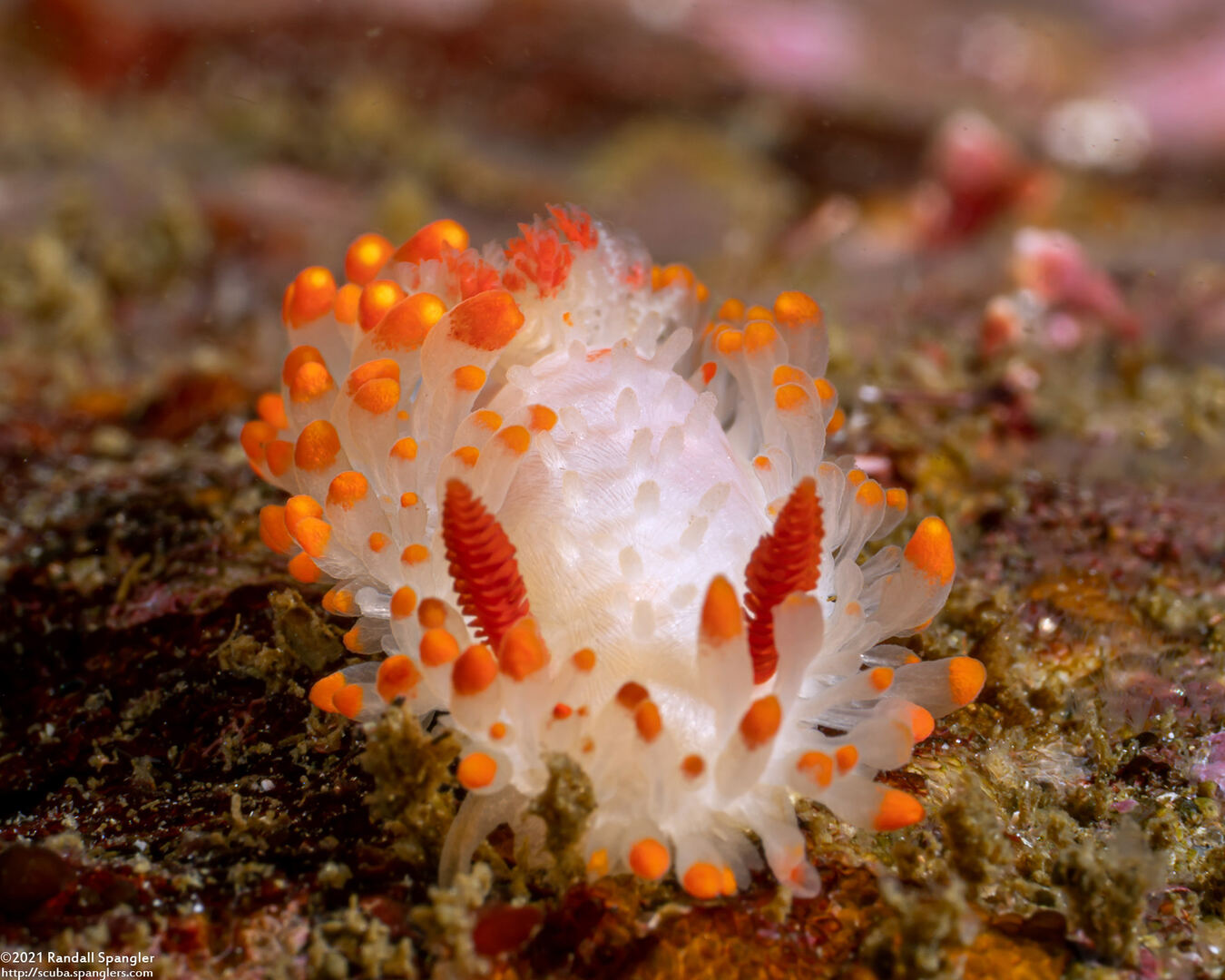 Limacia cockerelli (Cockerell's Dorid)
