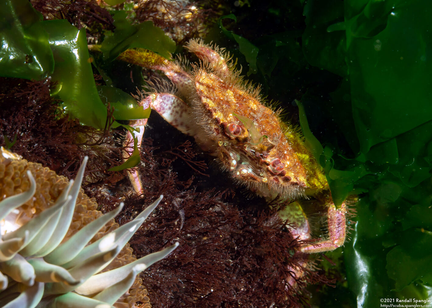 Romaleon antennarium (Pacific Rock Crab)