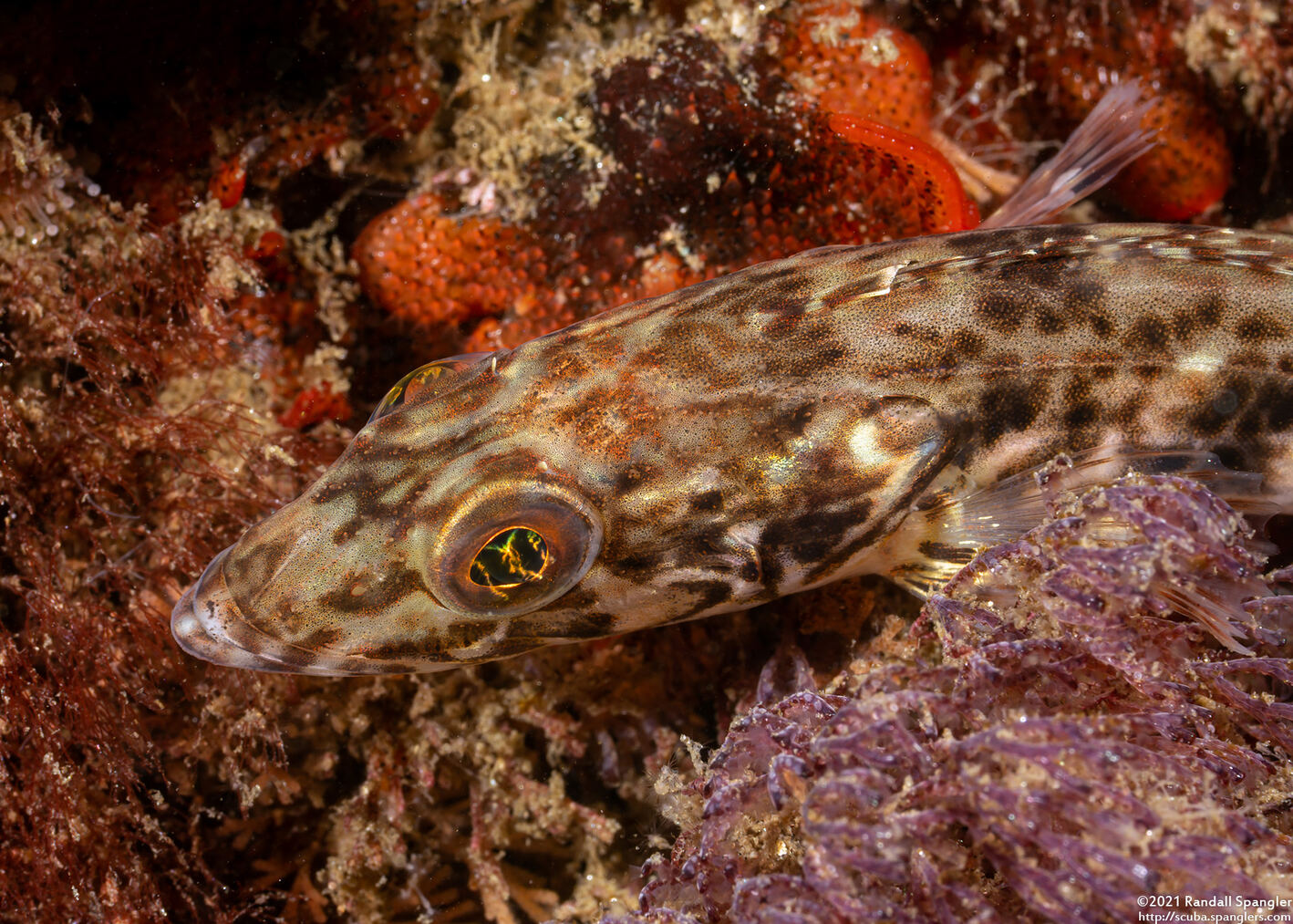 Ophiodon elongatus (Lingcod)