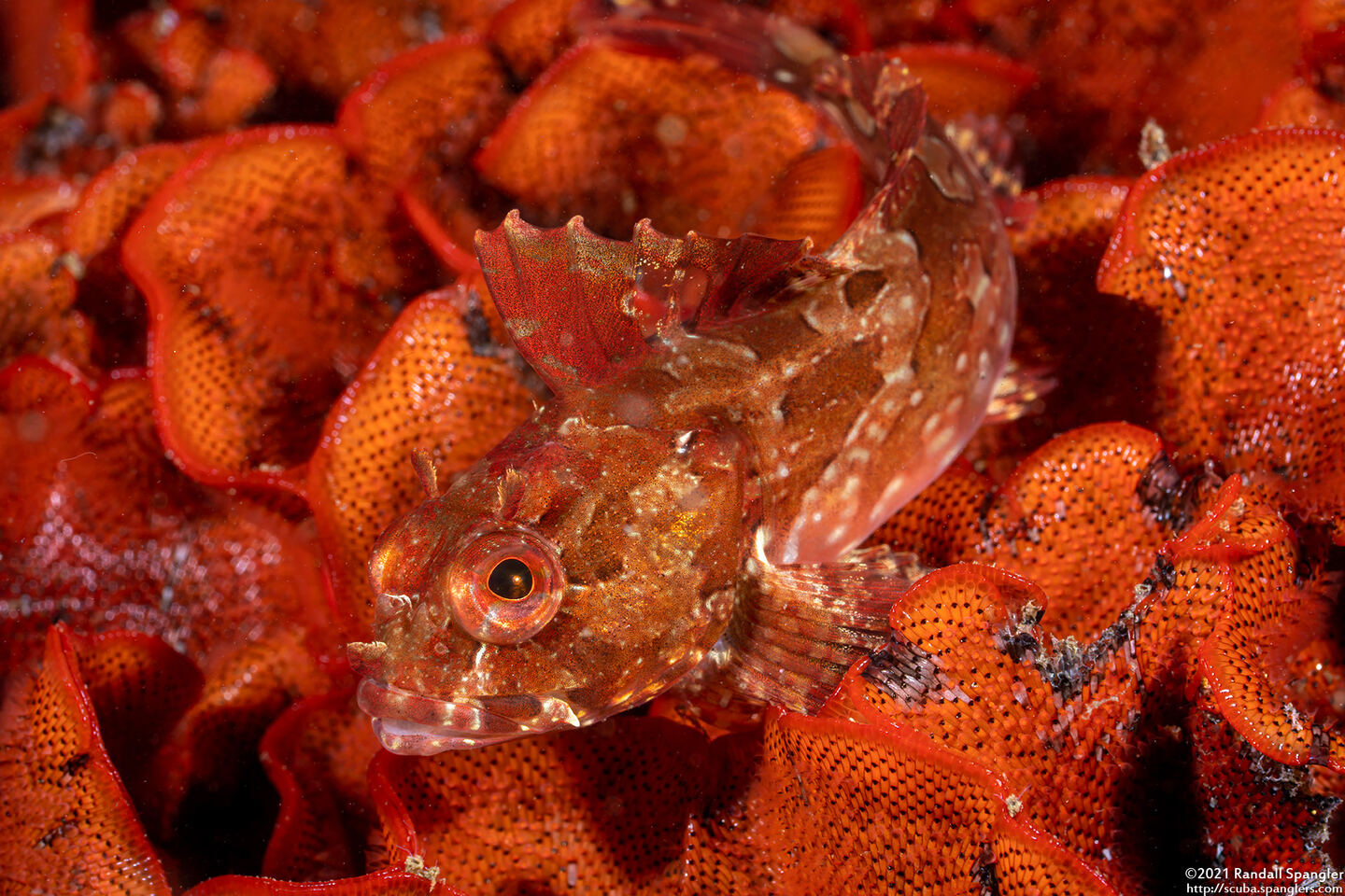 Scorpaenichthys marmoratus (Cabezon)