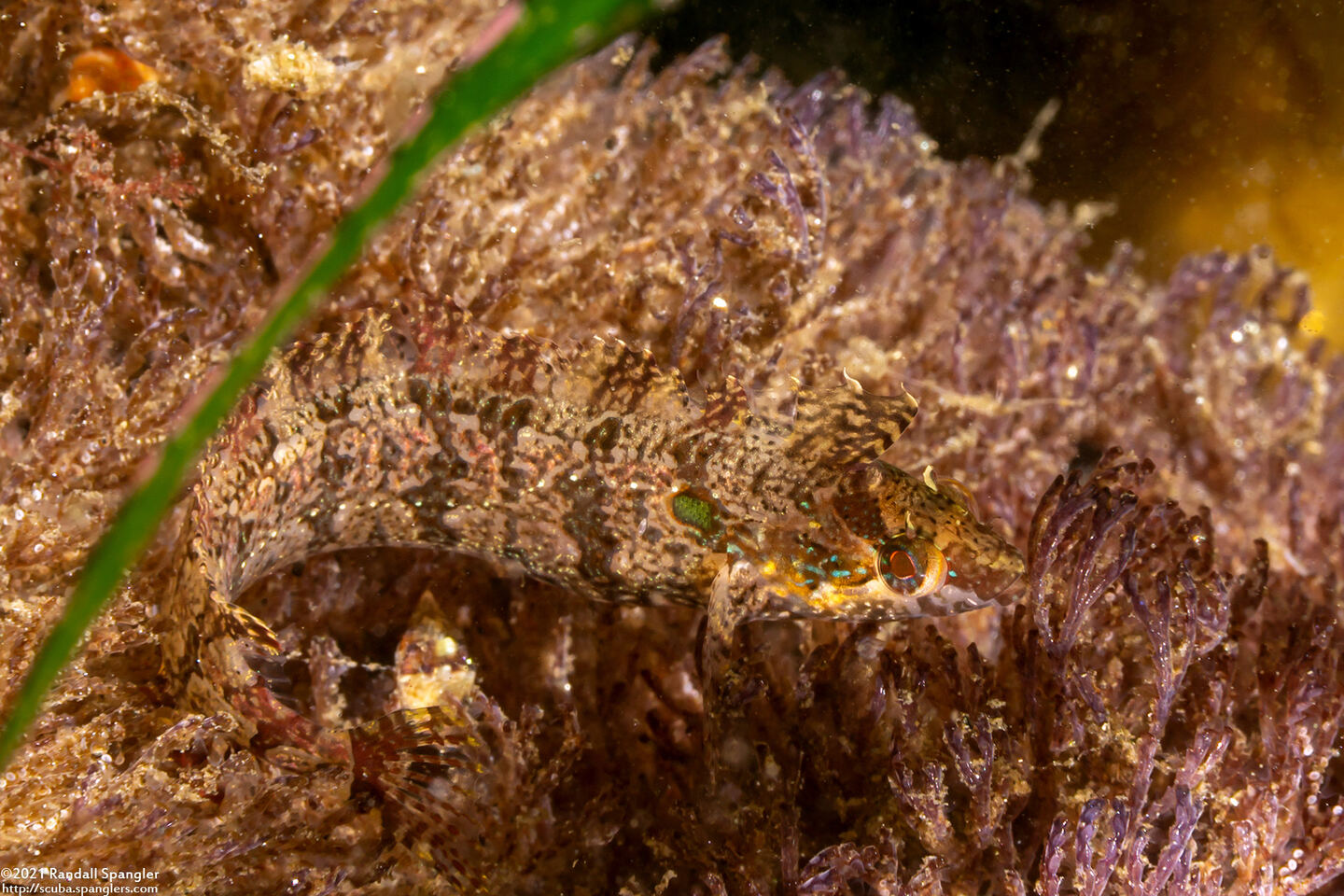 Gibbonsia elegans (Spotted Kelpfish)