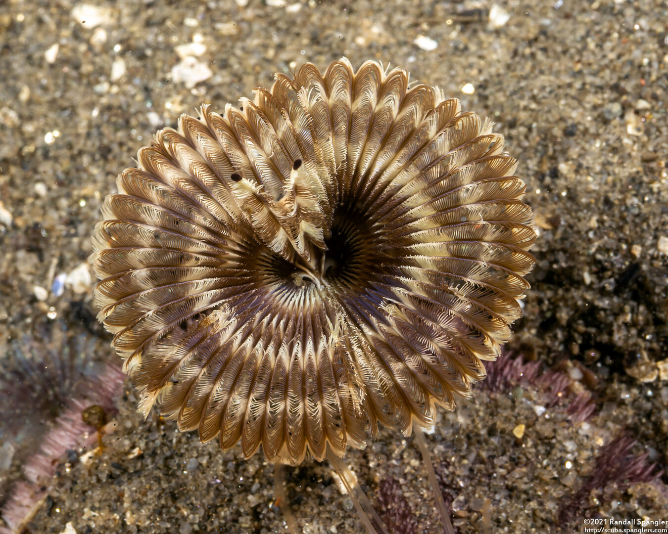 Acromegalomma sp.1 (Sabellid Worm)