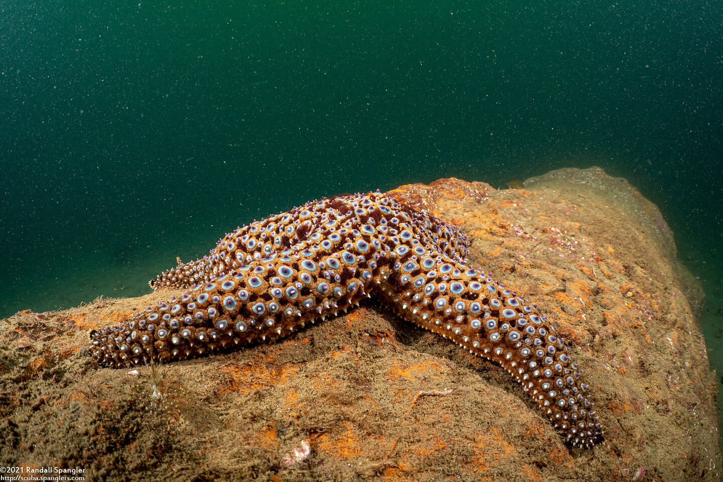 Pisaster giganteus (Giant Spined Star)