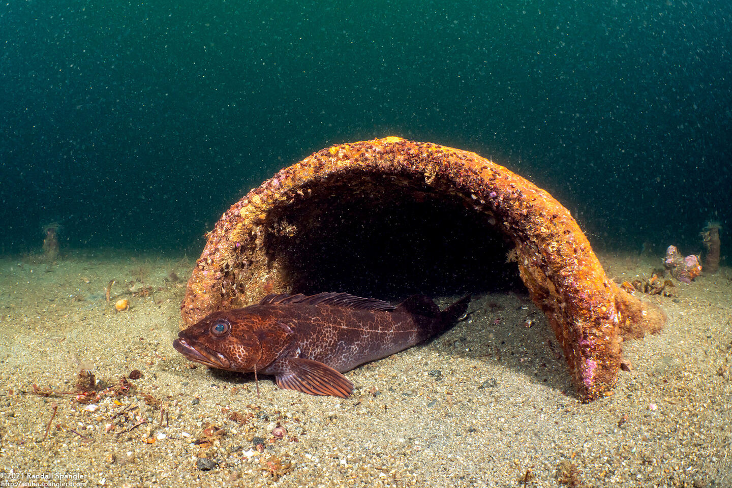 Ophiodon elongatus (Lingcod)
