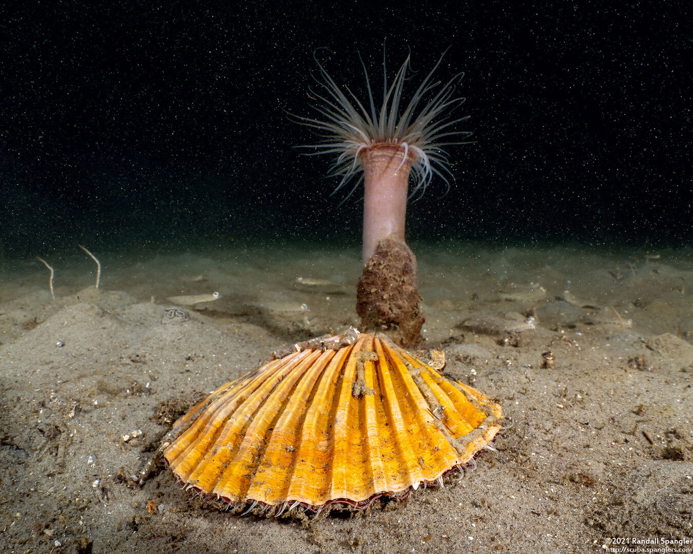 Patinopecten caurinus (Giant Pacific Scallop)