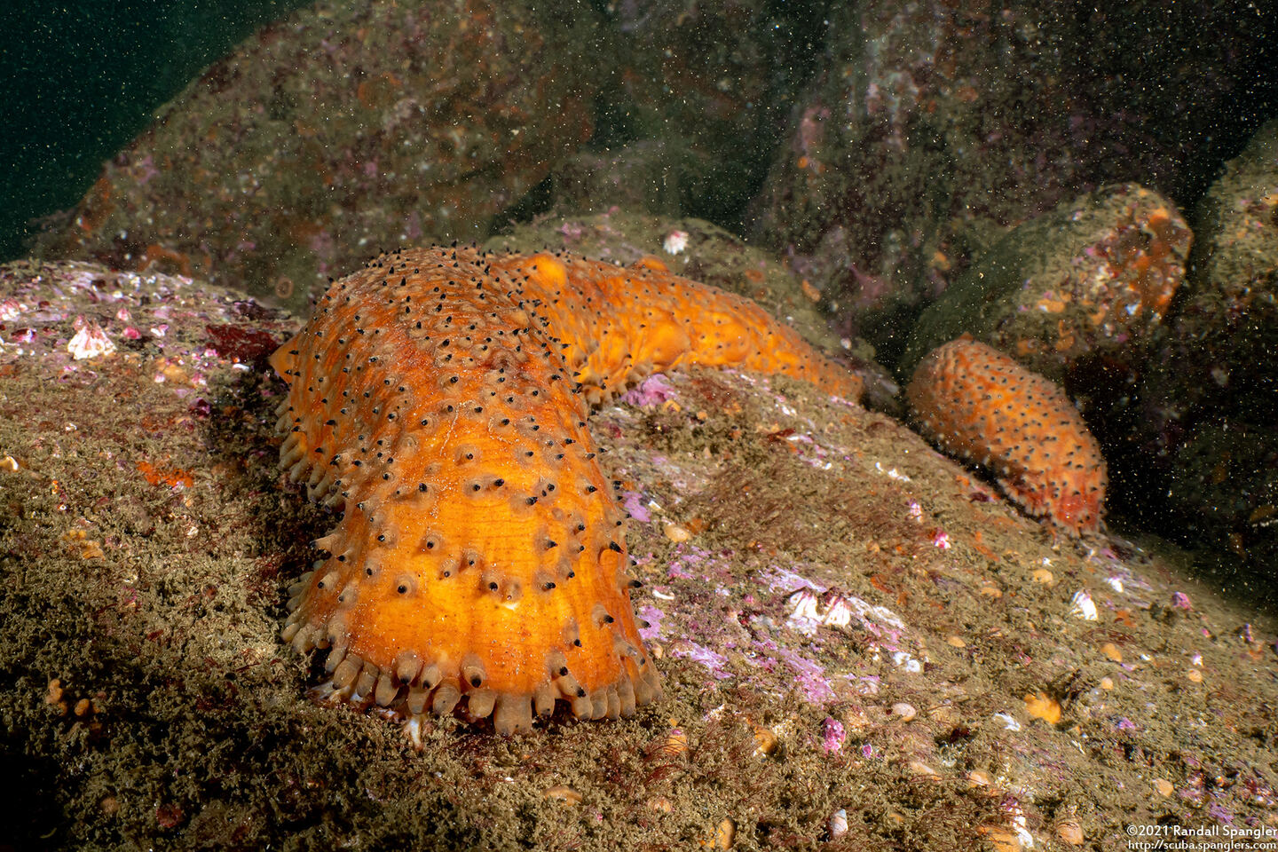 Apostichopus parvimensis (Warty Sea Cucumber)