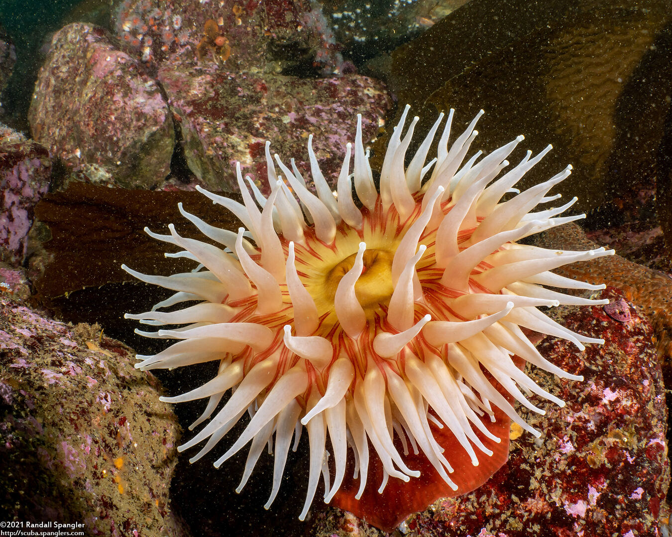 Urticina piscivora (Fish-Eating Urticina)