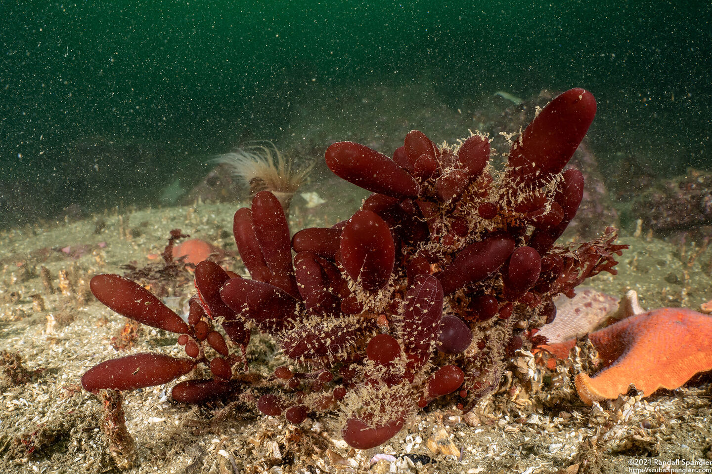 Botryocladia pseudodichotoma (Red Sea Grapes)